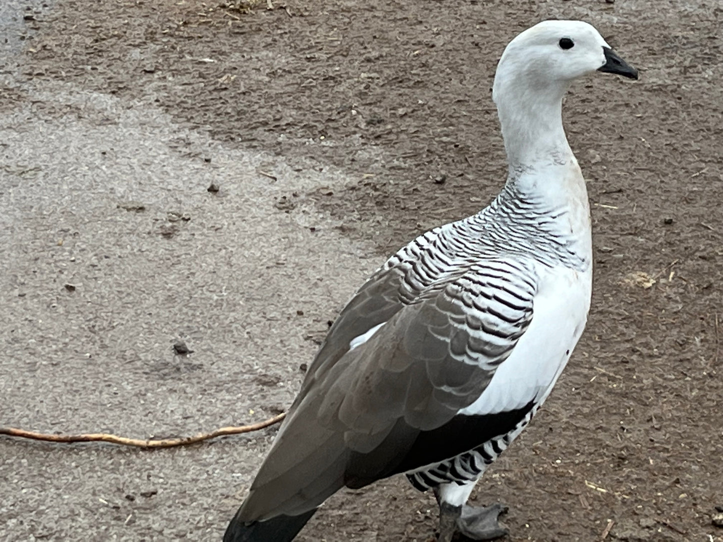 Hatch-A-Saurus Egg Assortment