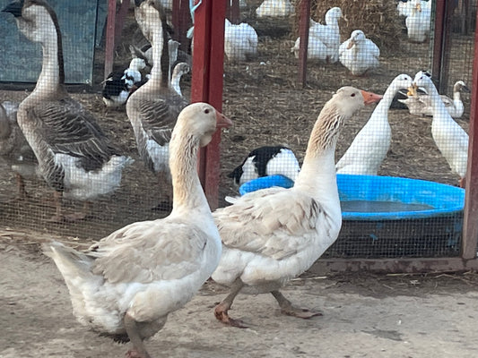 2 Dewlap Tolouse Eggs