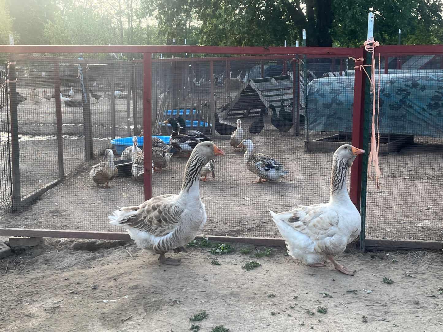 5 Goose Eggs, Assortment