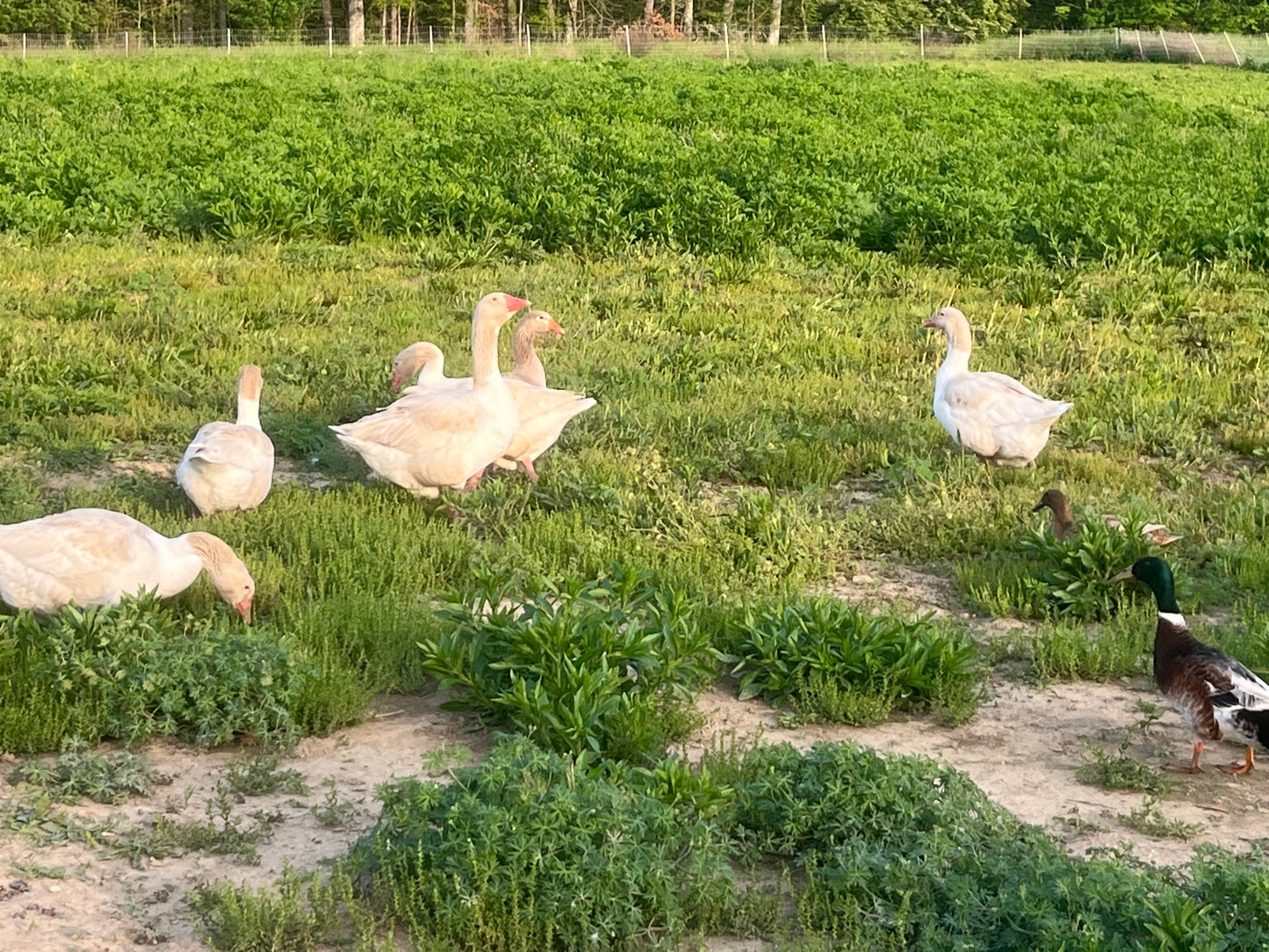 5 Goose Eggs, Assortment