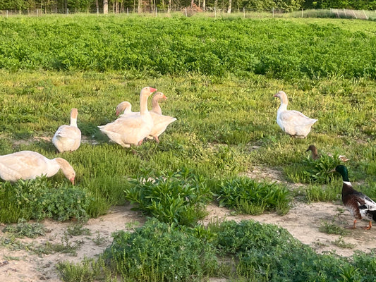 5 Saddleback Pomeranian Goose Eggs