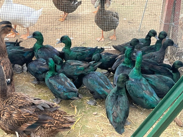 20 Bantam Show Line East Indies Eggs