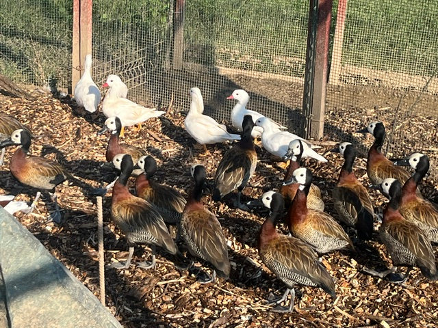 White Face Tree Duck (Pair)