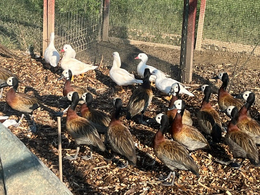 White Face Tree Duck (Pair)