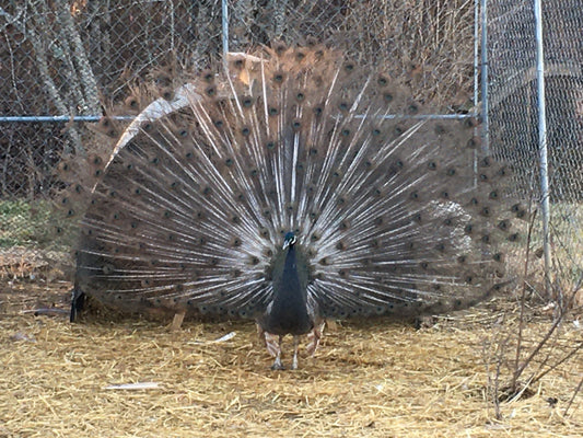 Peafowl (4-6 month old)