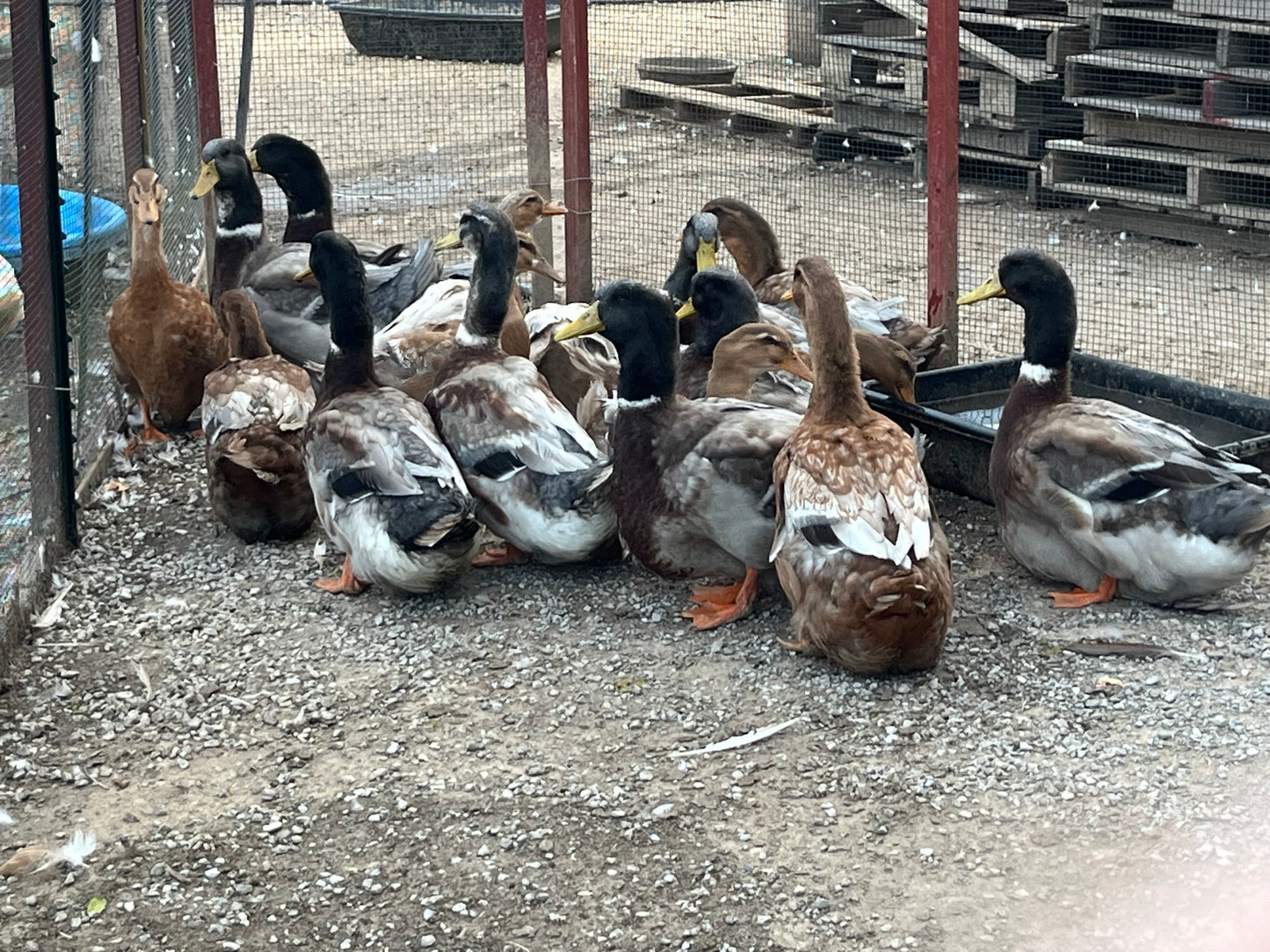 20 Duck Eggs Assortment