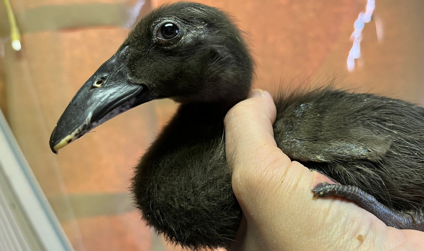 Hatch-A-Saurus Egg Assortment