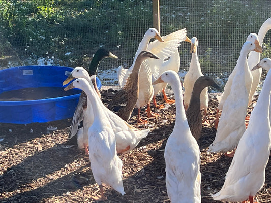 16 Eggs White Runner Duck