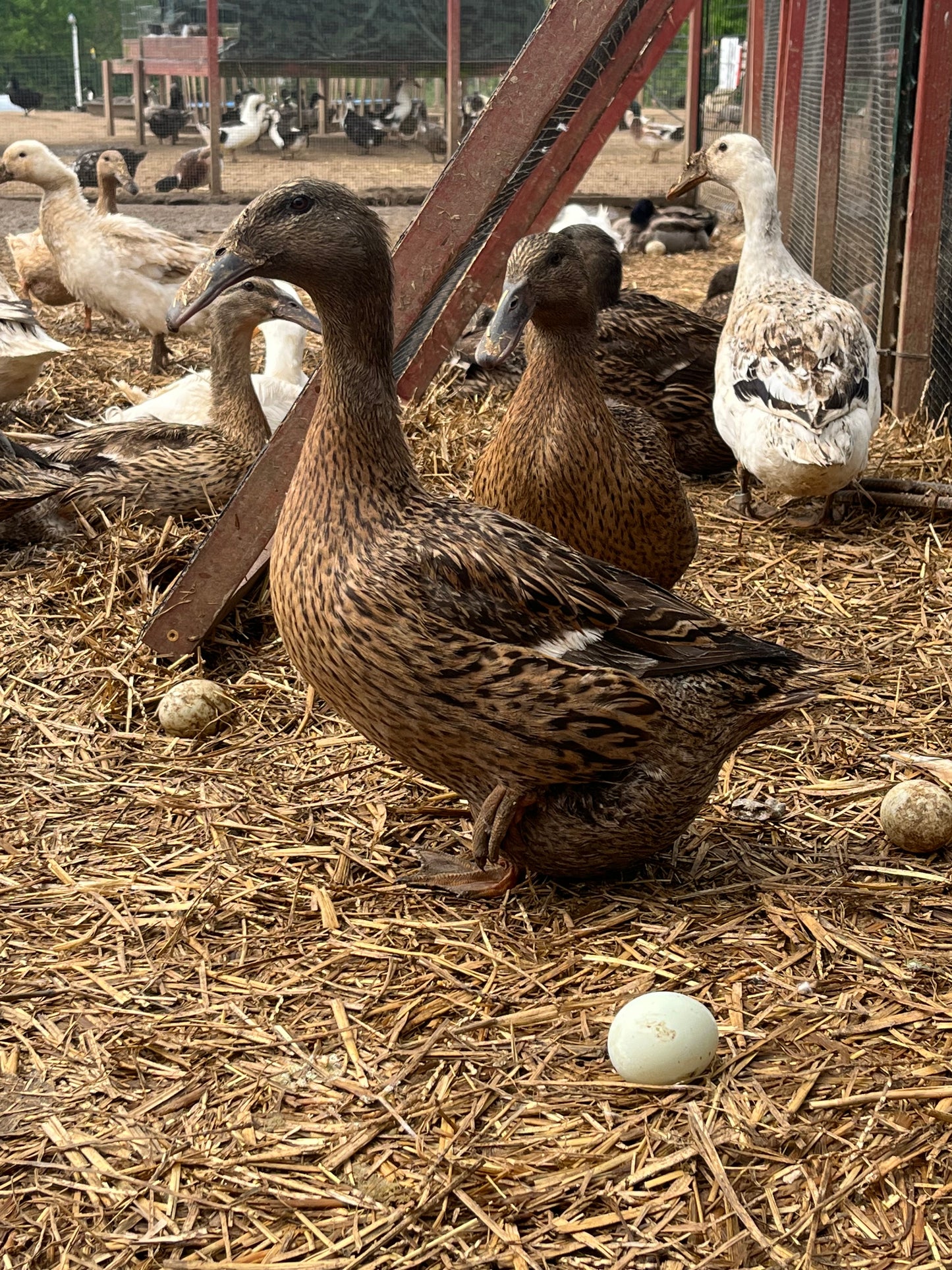 20 Duck Eggs Assortment