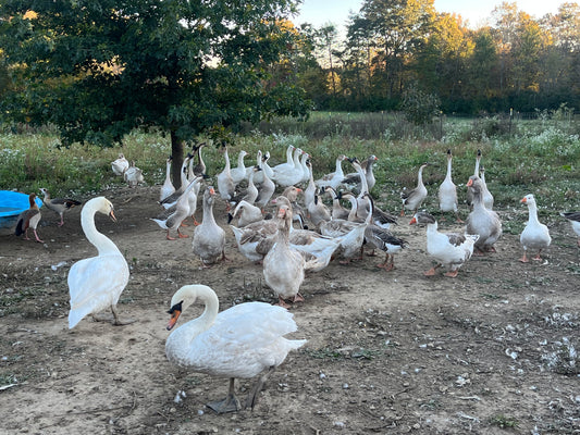 5 Goose Eggs, Assortment