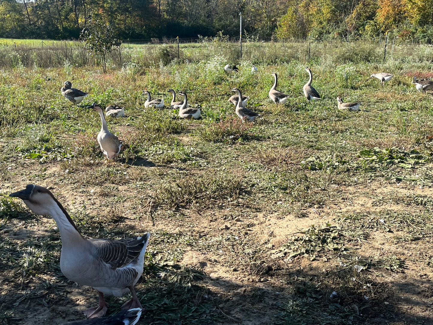 5 Goose Eggs, Assortment