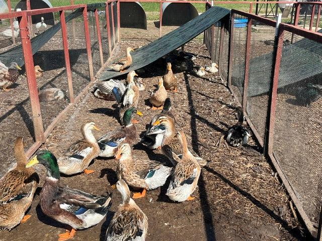 20 Duck Eggs Assortment