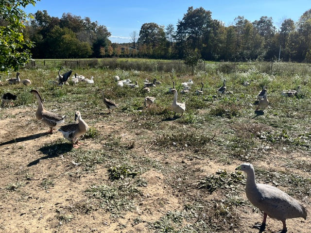 5 Goose Eggs, Assortment