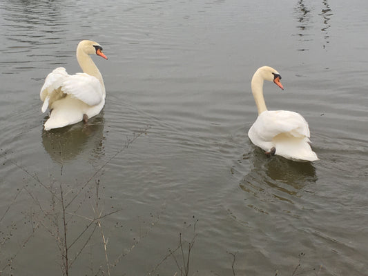 Young Mute Swan (Pair)