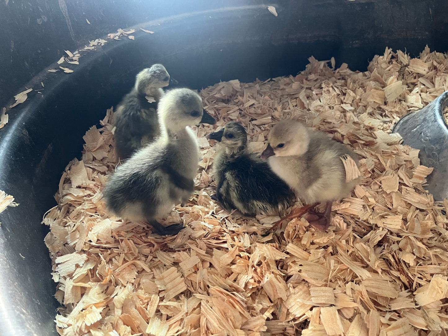 5 Goose Eggs, Assortment