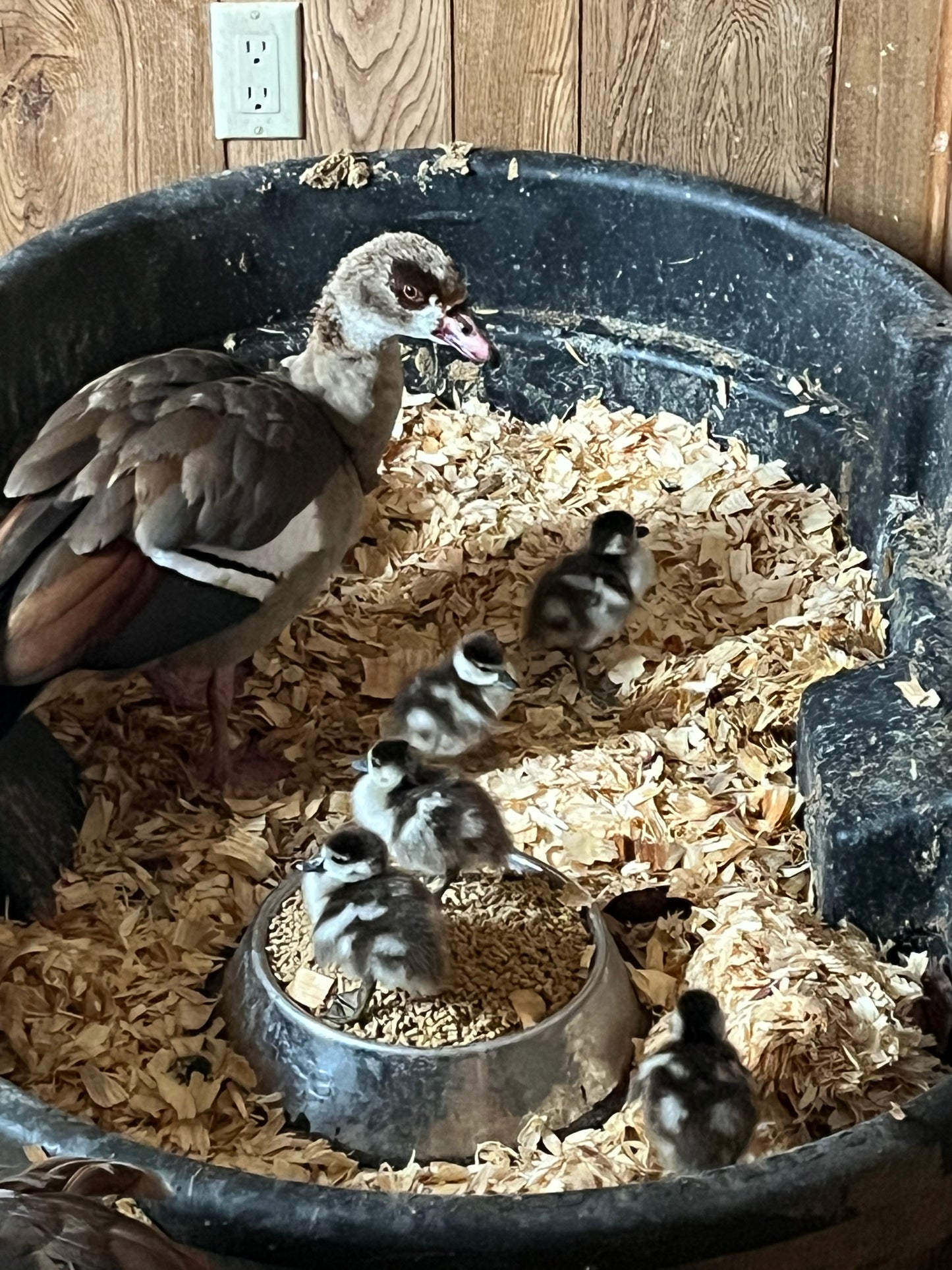 Egyptian Gosling–Shipped box of 4