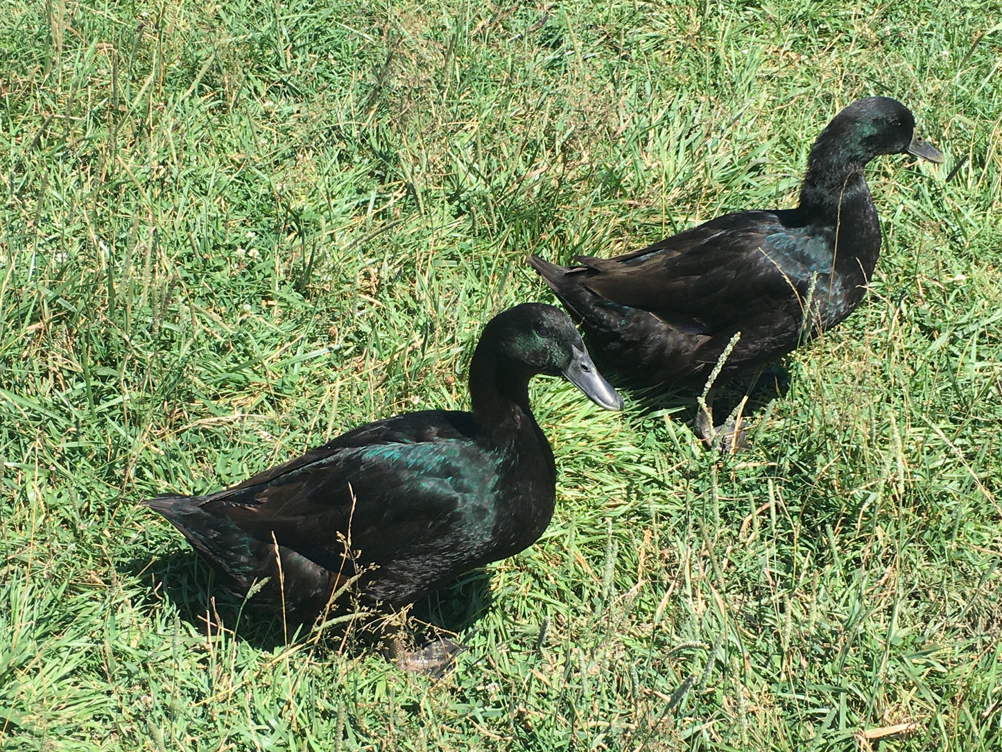 Cayuga Duckling–Shipped Box of 10