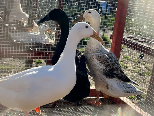 White Dutch Hookbill Duckling - Shipped Box of 10