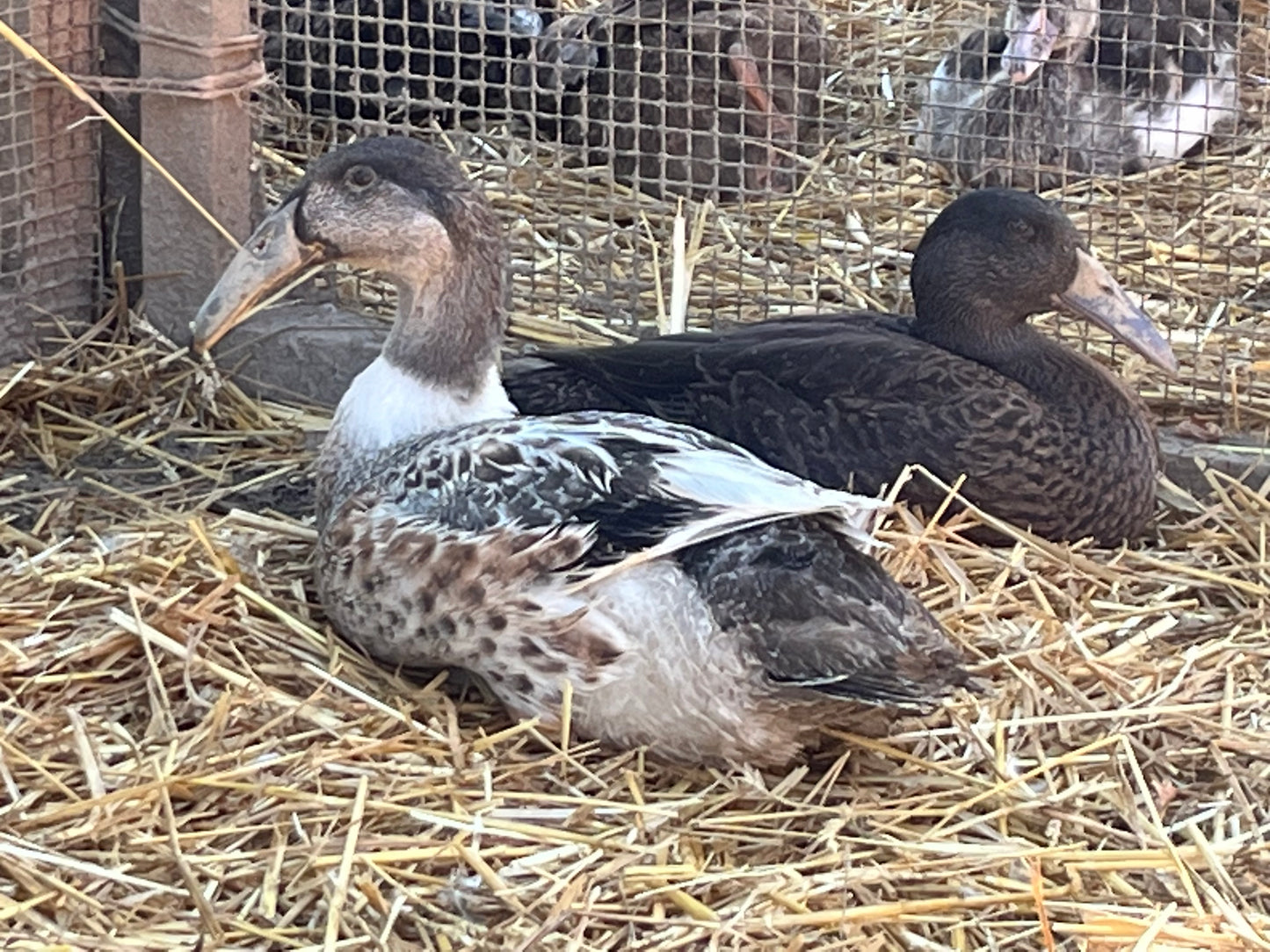 Snowy Dutch Hookbill Duckling - Shipped Box of 10