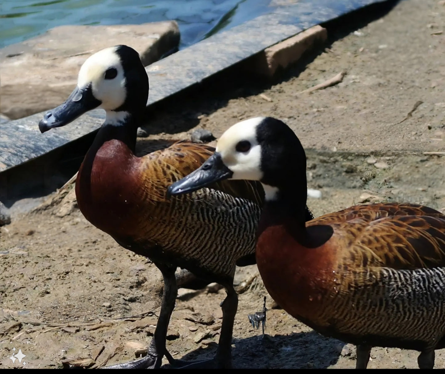 White Face Tree Duck (Pair)