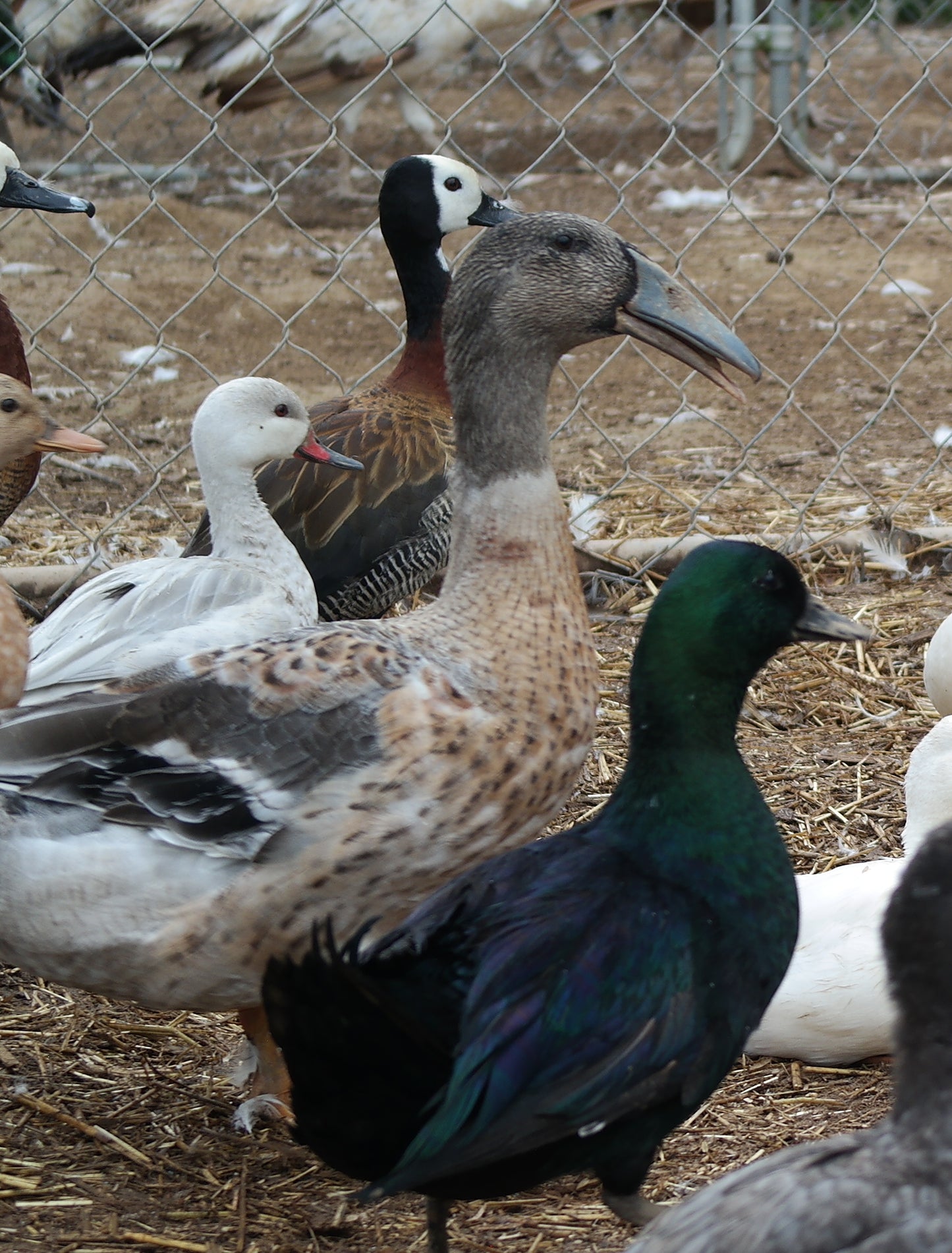 Dark Dusky Dutch Hookbill Duckling - Shipped Box of 10