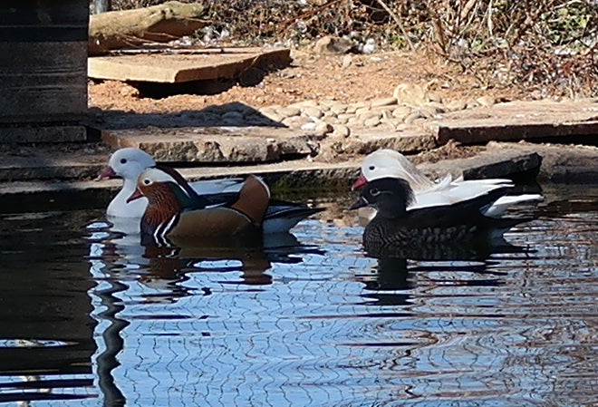 Mandarin Pair