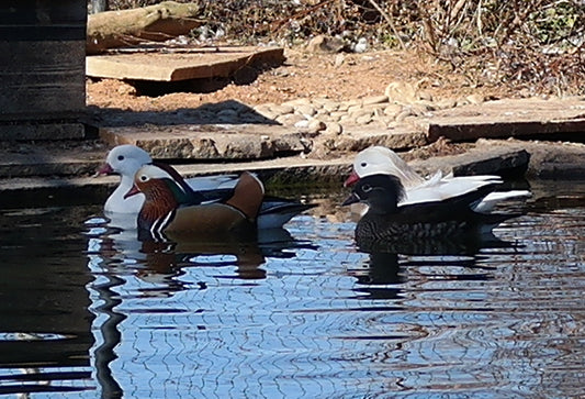 Mandarin Pair