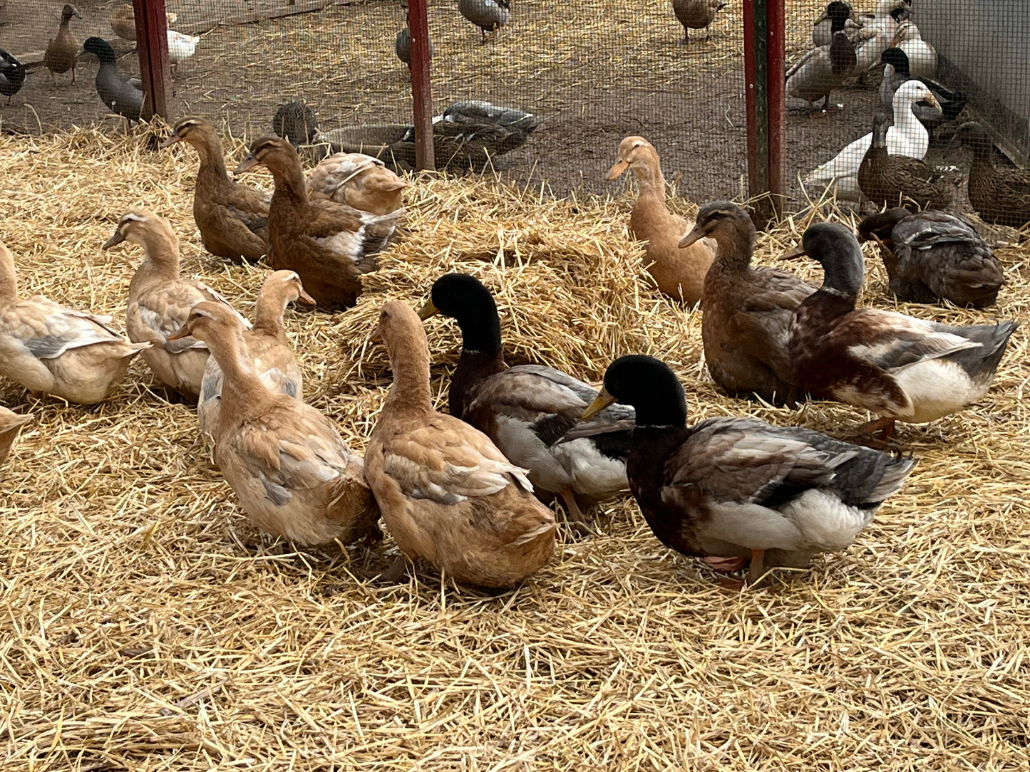 Saxony Duckling - Shipped Box of 10