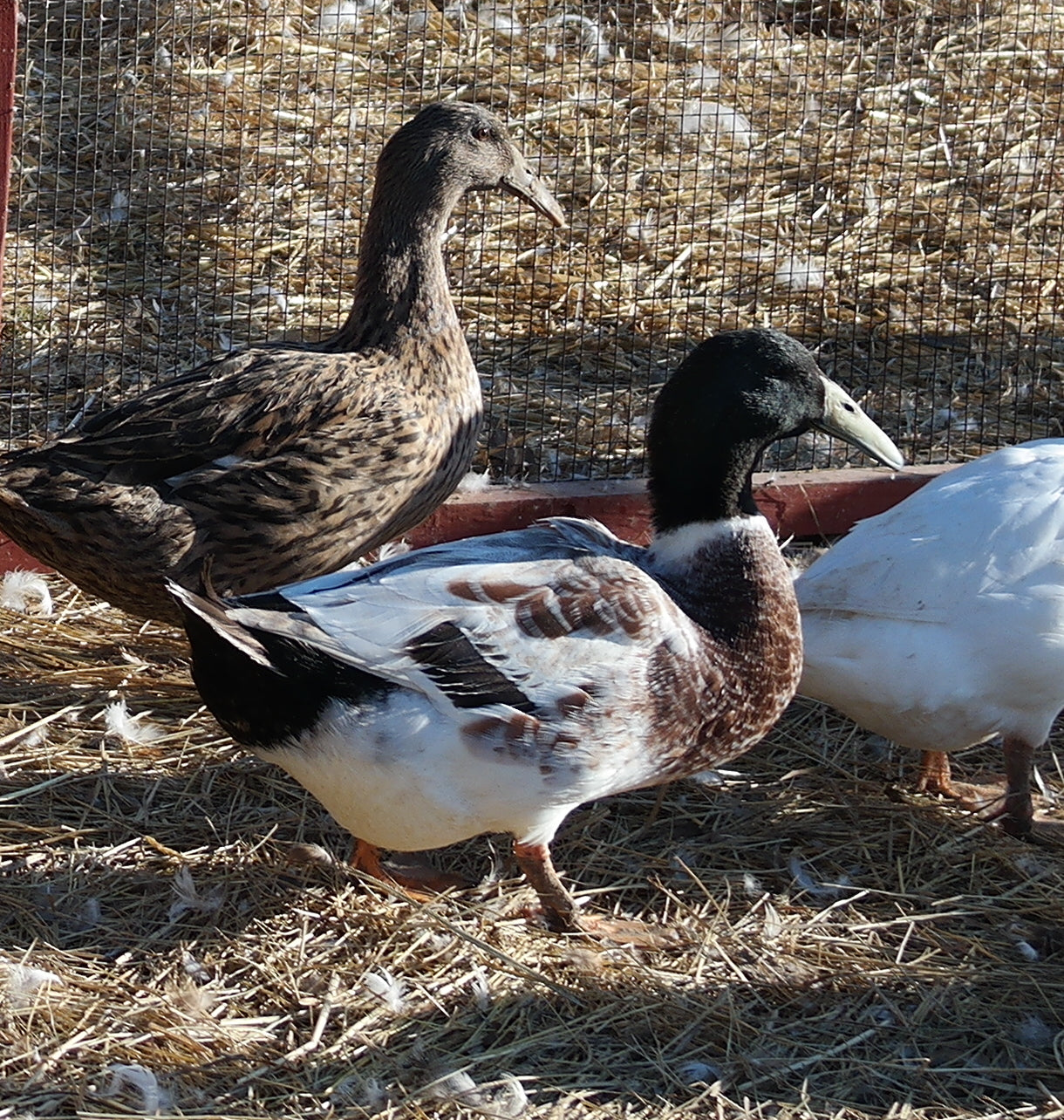 Dark Dusky Dutch Hookbill Duckling - Shipped Box of 10