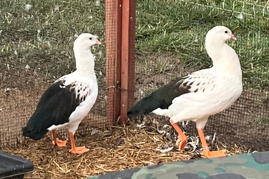 Andean Geese (Pair)