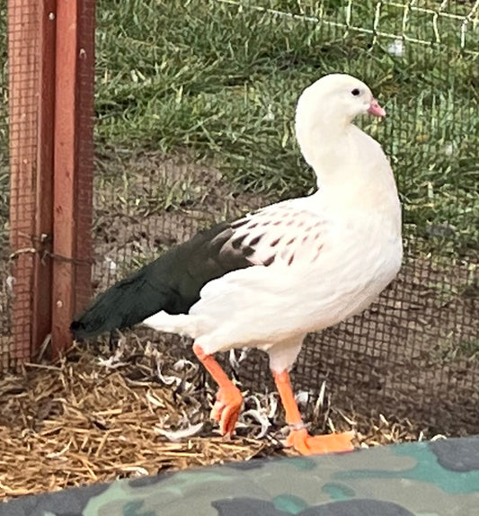 Andean Geese (Pair)