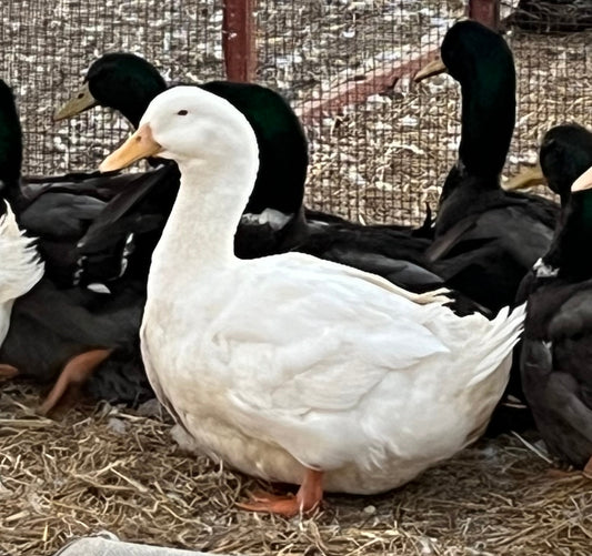 Aylesbury Egg