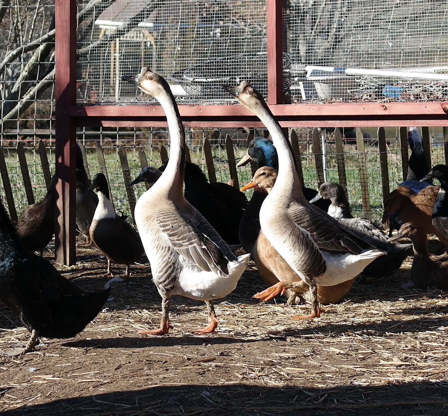 Brown Chinese Goose (day-old)