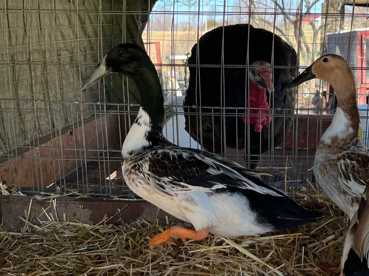 Dutch Hookbill Pair