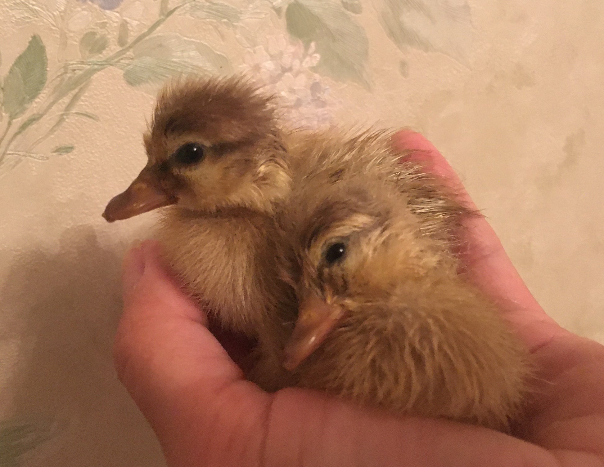 Call Duck (day-old) – Paradise Pond
