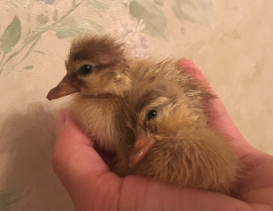 Duckling PreOrder Call Ducks and Dutch Hookbills