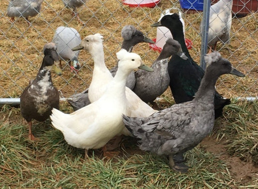 Crested Blue Forest Duckling–Shipped Box of 10