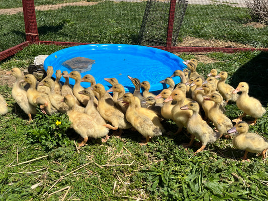 Duckling PreOrder Special Requests