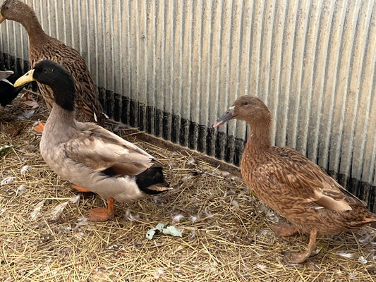 Golden Dutch Hookbill Duckling - Shipped Box of 10