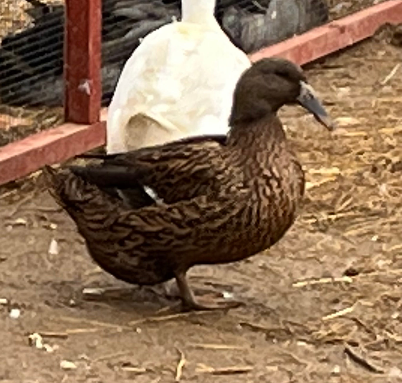 Dutch Hookbill Female