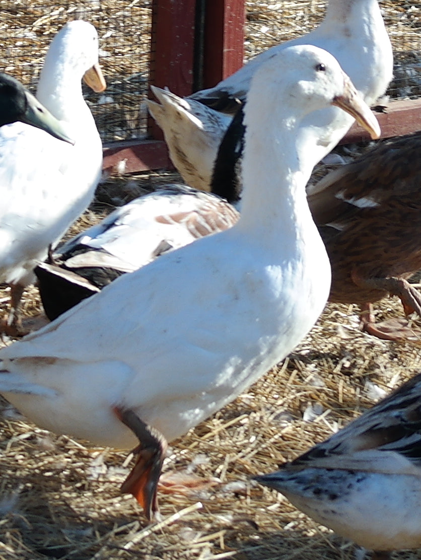 White Dutch Hookbill Duckling - Shipped Box of 10