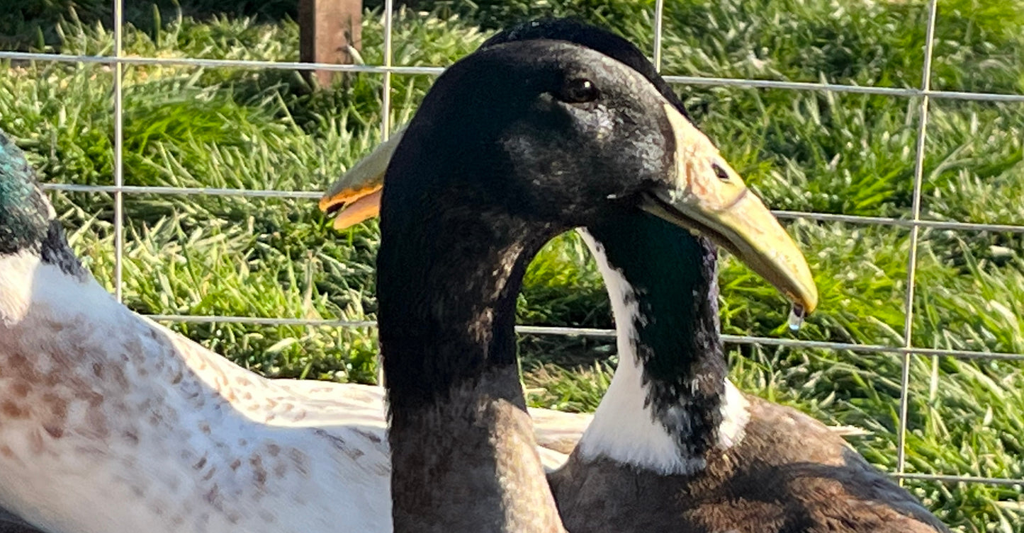 Dutch Hookbill Pair