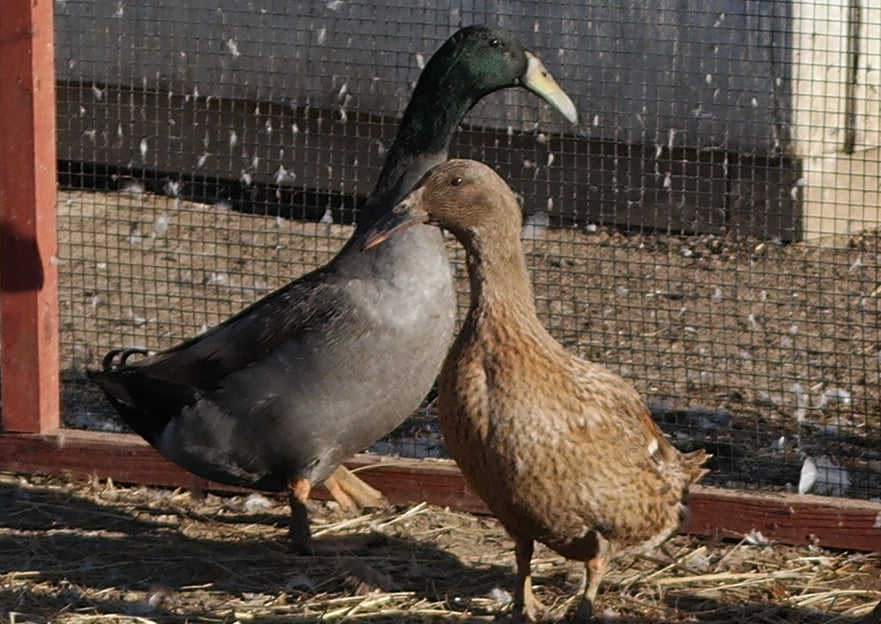 Dutch Hookbill 10 Ducklings - Shipped