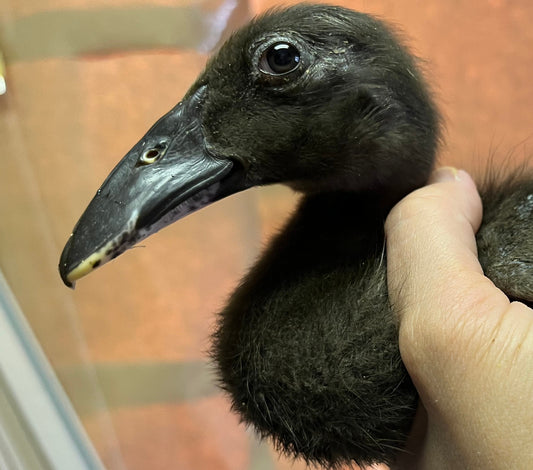 Duckling PreOrder Call Ducks and Dutch Hookbills