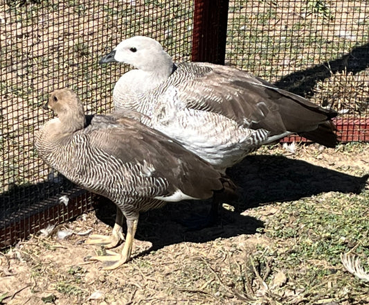 Magellan Geese (Pair)