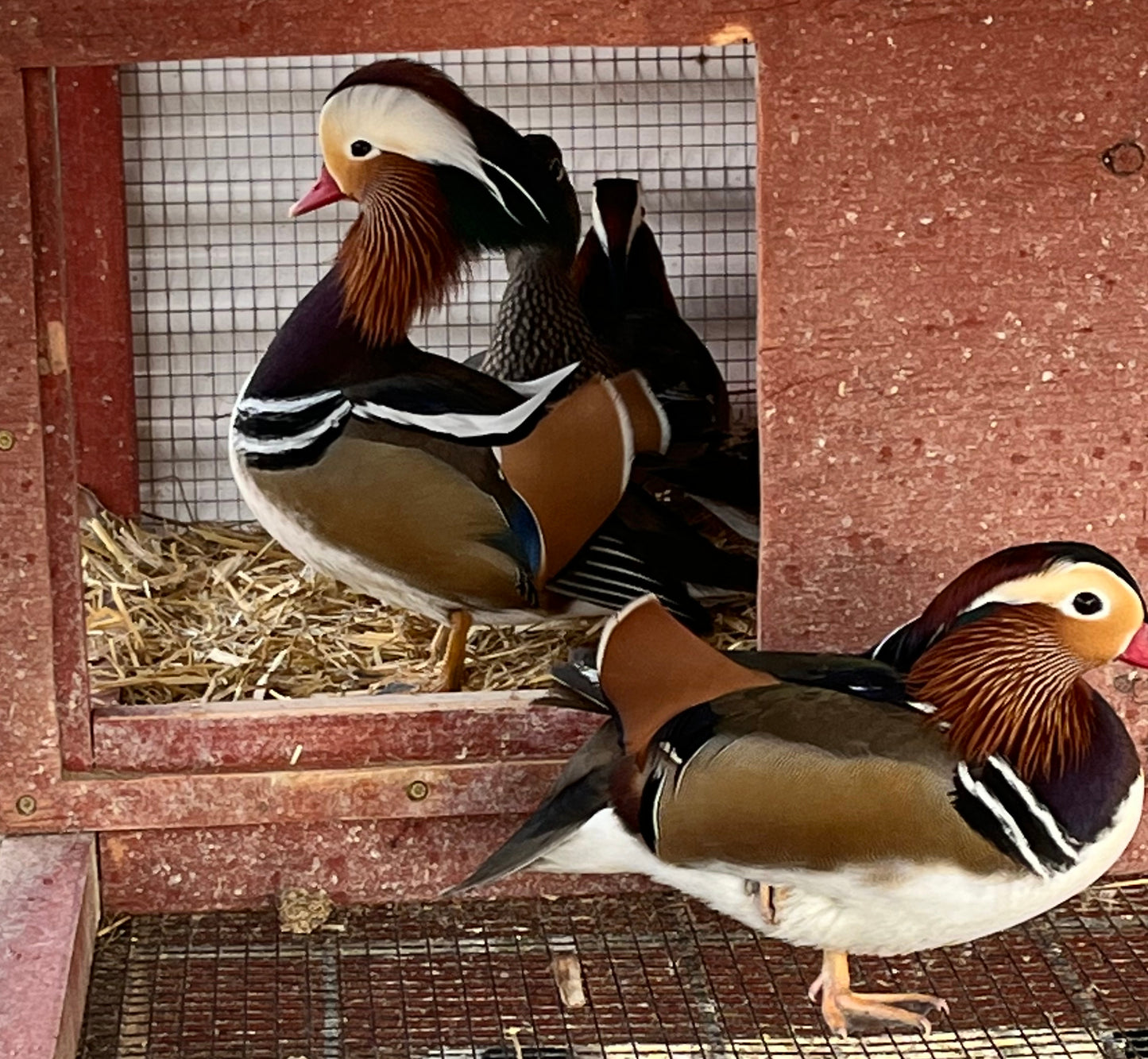 Mandarin Pair