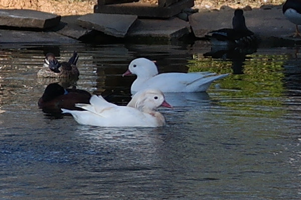 White Mandarin Pair