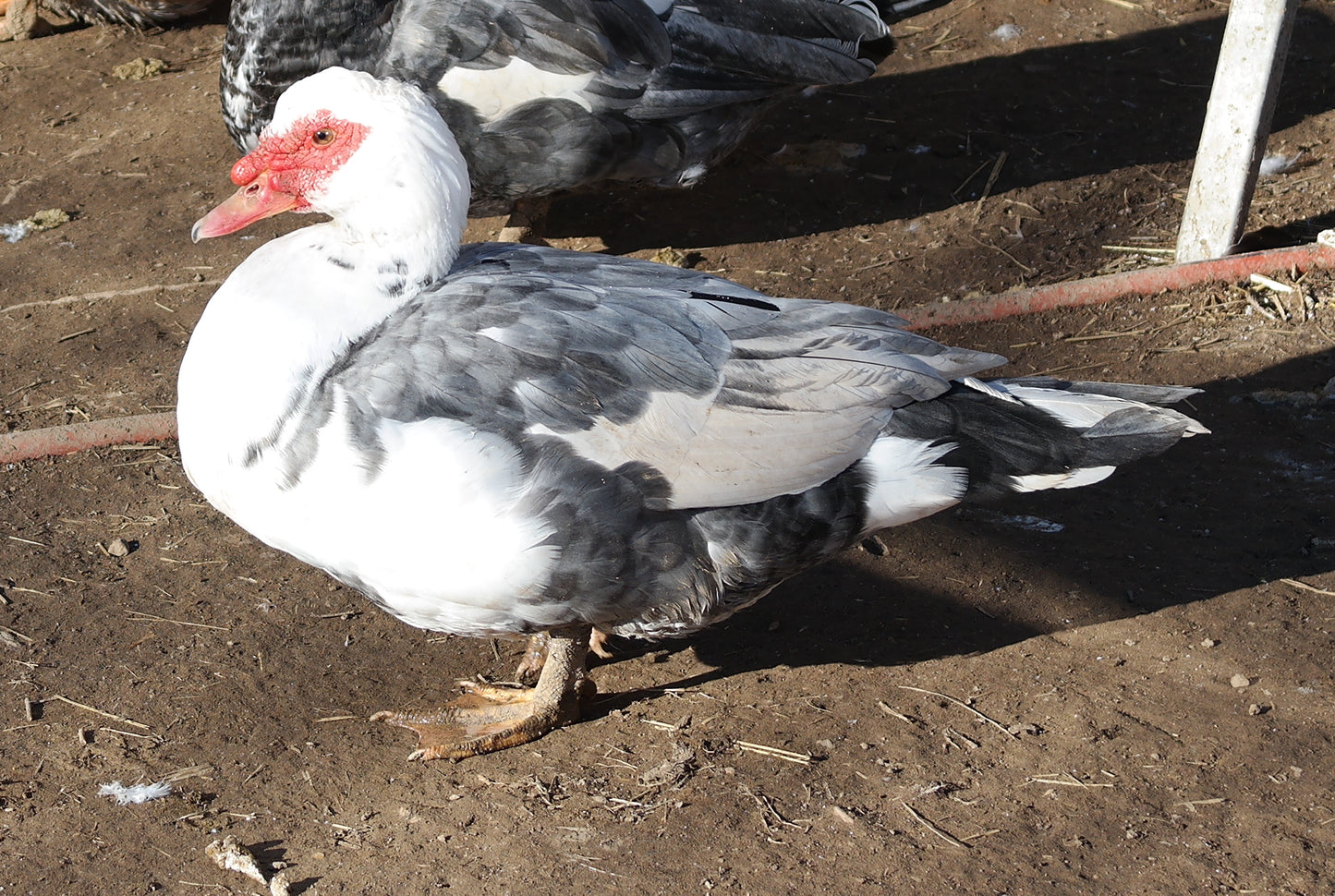 Muscovy (day-old)