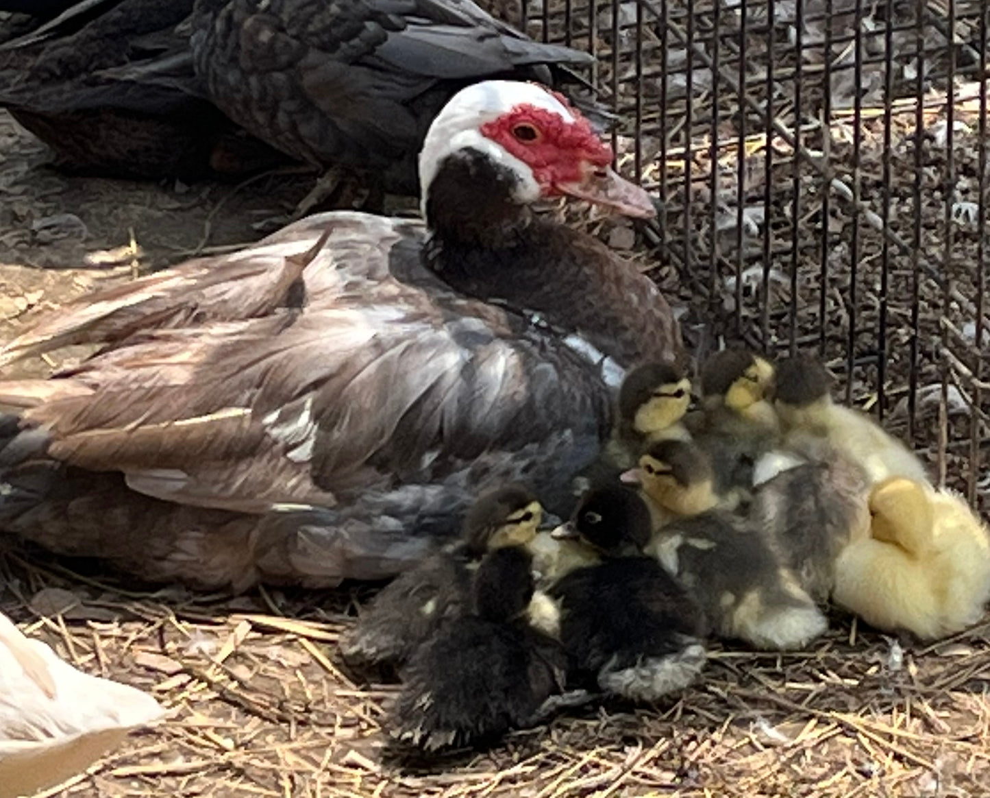 Muscovy (day-old)