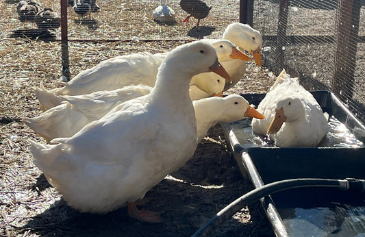 Adult Ducks, Breeder Quality Pair